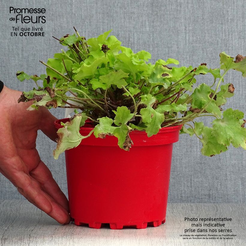 Example of Heuchera Lime Marmalade - Purpurglöckchen Topf mit 2L/3L as you get in automne