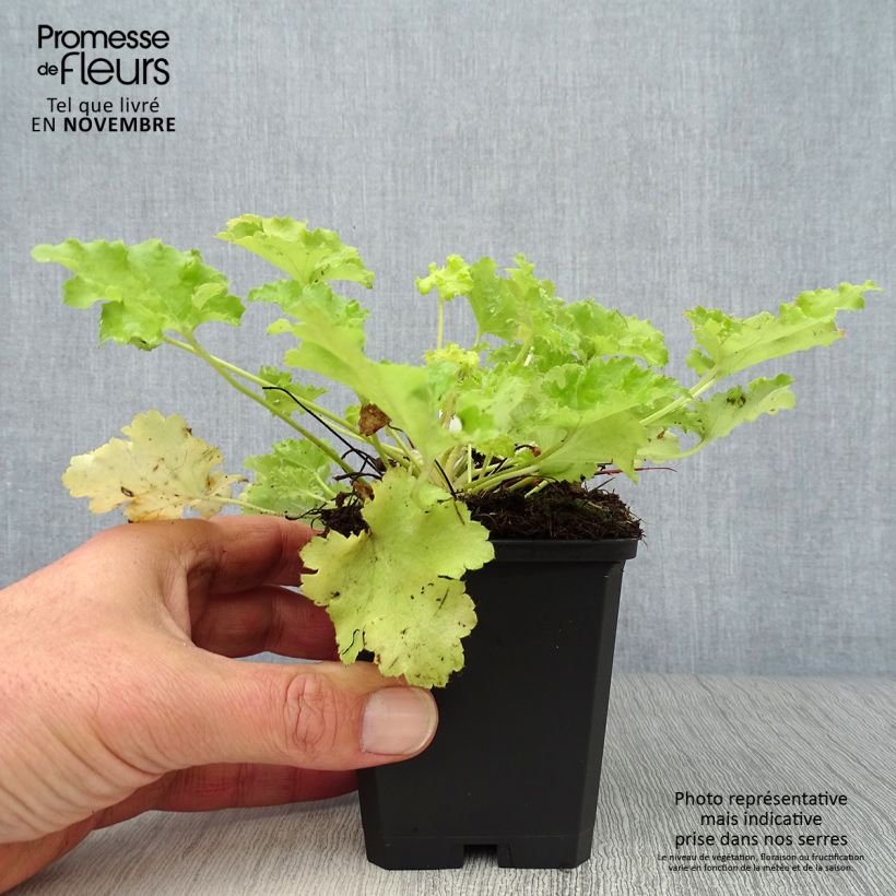 Example of Heuchera Lime Rickey - Purpurglöckchen Kleine Töpfe von 8/9 cm as you get in automne