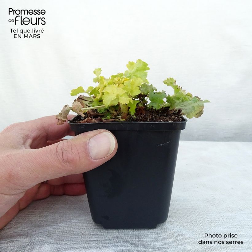 Exemplar von Heuchera Lime Rickey - Purpurglöckchen Kleine Töpfe von 8/9 cm wie im Frühjahr geliefert