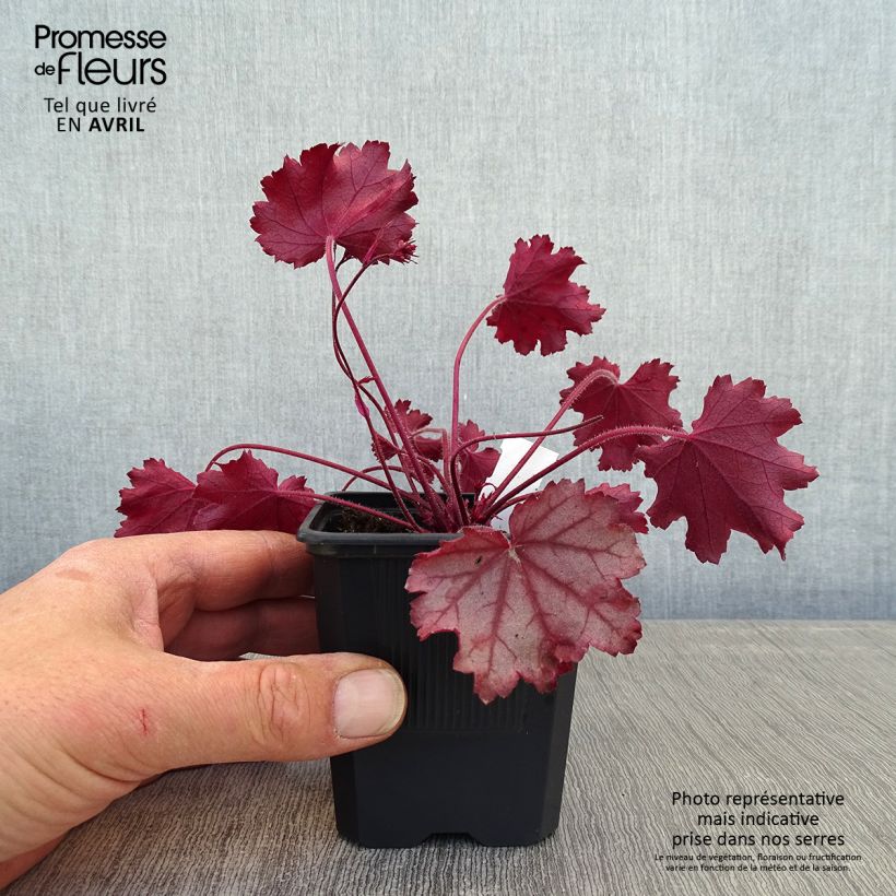 Exemplar von Heuchera Little Cuties Sugar Berry - Purpurglöckchen Kleine Töpfe von 8/9 cm wie im Frühjahr geliefert