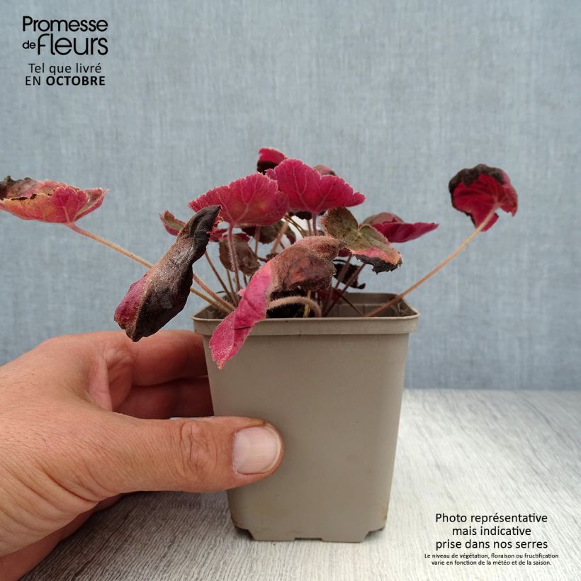 Example of Heuchera villosa Magnum - Purpurglöckchen Kleine Töpfe von 8/9 cm as you get in automne