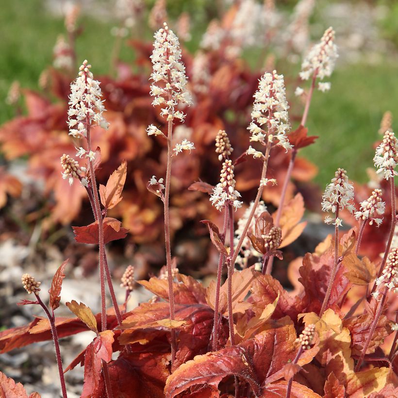 Heuchera Marmelade - Purpurglöckchen (Flowering)