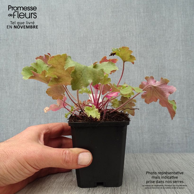 Example of Heuchera Marmelade - Purpurglöckchen Kleine Töpfe von 8/9 cm as you get in automne