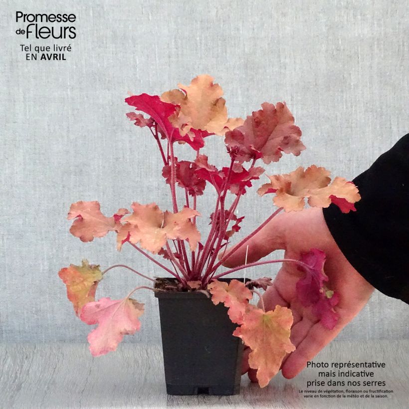 Exemplar von Heuchera Marmelade - Purpurglöckchen Kleine Töpfe von 8/9 cm wie im Frühjahr geliefert