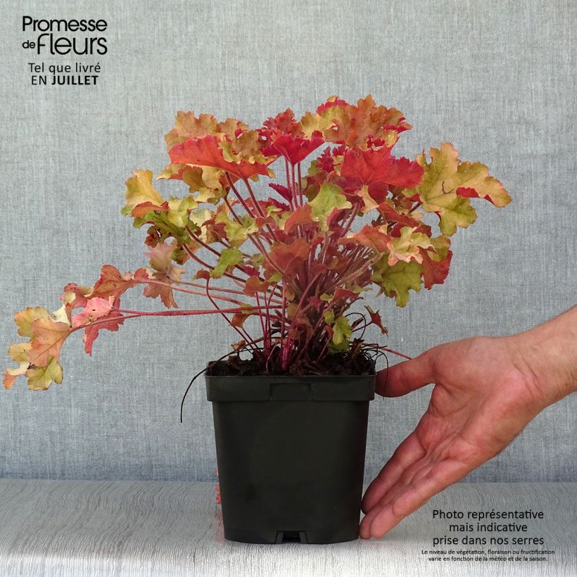Example of Heuchera Marmelade - Purpurglöckchen Topf mit 2L/3L as you get in ete