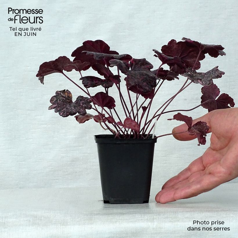 Exemplar von Heuchera Midnight Rose - Purpurglöckchen Kleine Töpfe von 8/9 cm wie im Sommer geliefert