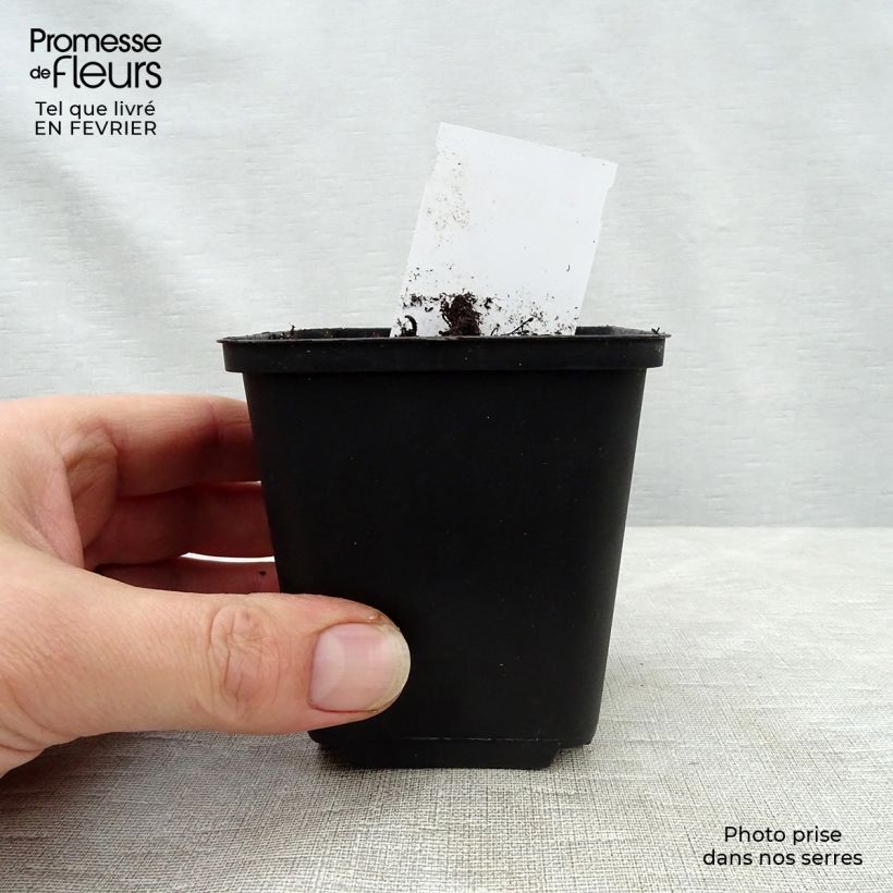 Example of Heuchera Mint Julep - Purpurglöckchen Kleine Töpfe von 8/9 cm as you get in hiver
