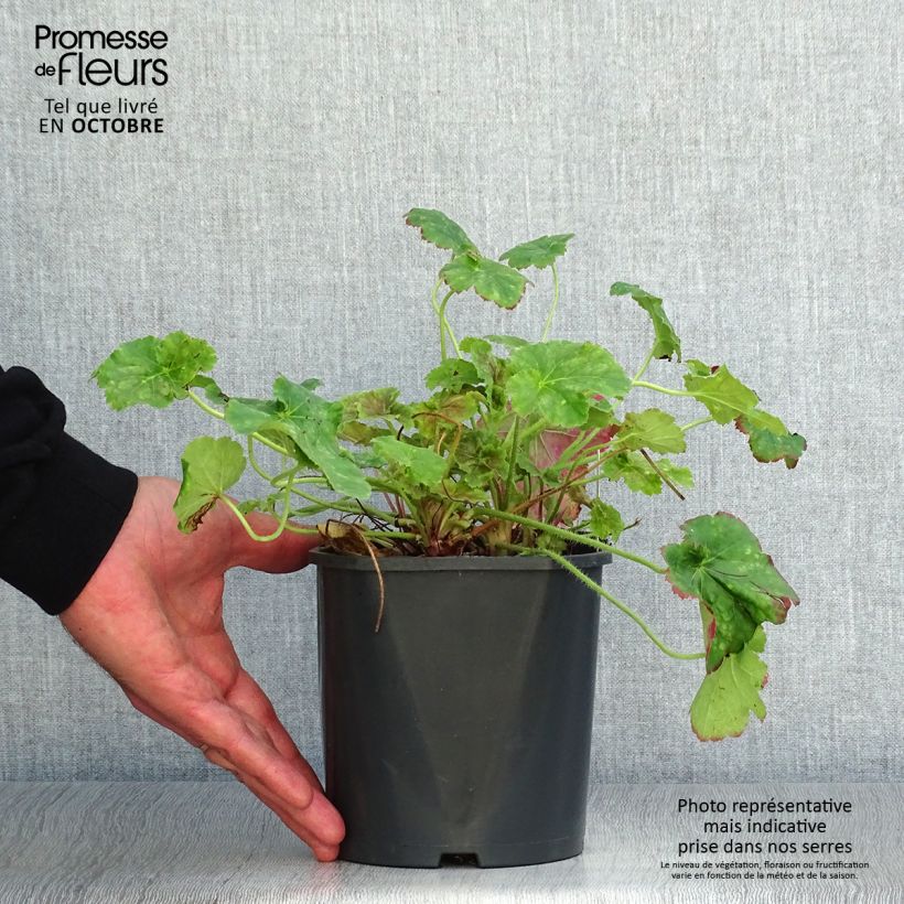 Example of Heuchera Miracle - Purpurglöckchen Topf mit 2L/3L as you get in automne