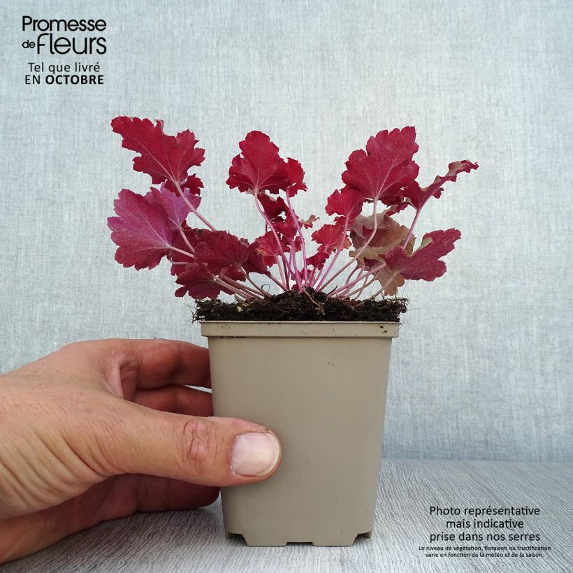 Example of Heuchera Peach Crisp - Purpurglöckchen Kleine Töpfe von 8/9 cm as you get in automne