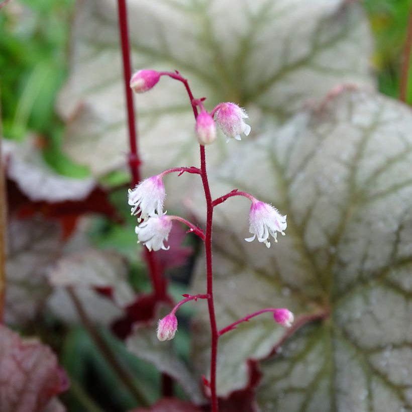 Heuchera Pinot Gris - Purpurglöckchen (Flowering)