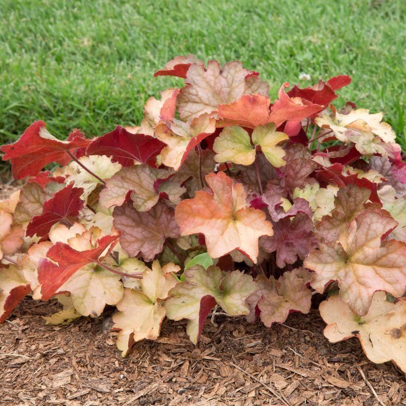 Heuchera Pinot Gris - Purpurglöckchen (Plant habit)