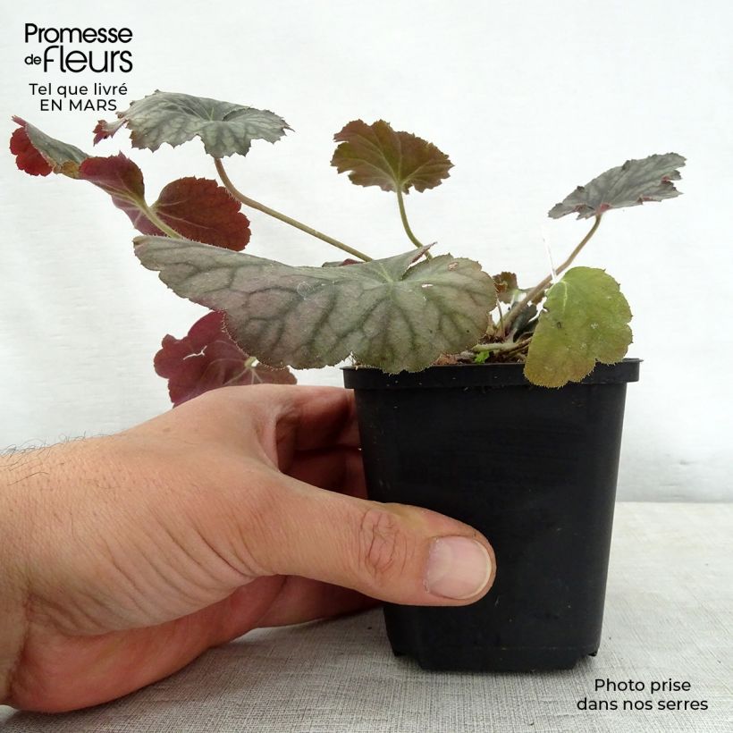 Exemplar von Heuchera Pinot Noir - Purpurglöckchen Kleine Töpfe von 8/9 cm wie im Frühjahr geliefert