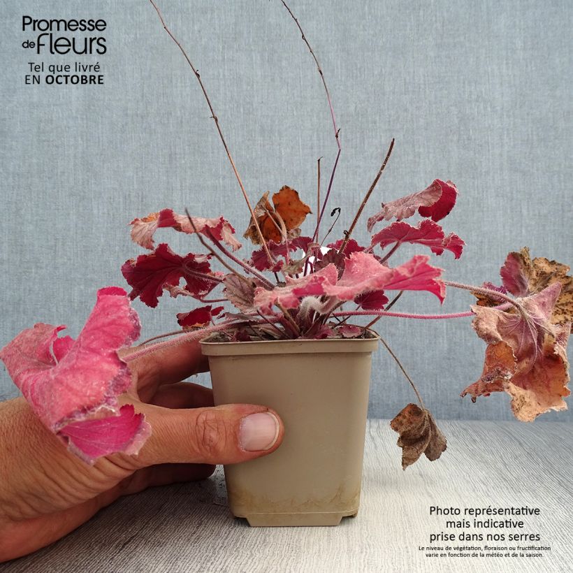 Example of Heuchera Pinot Noir - Purpurglöckchen Kleine Töpfe von 8/9 cm as you get in automne