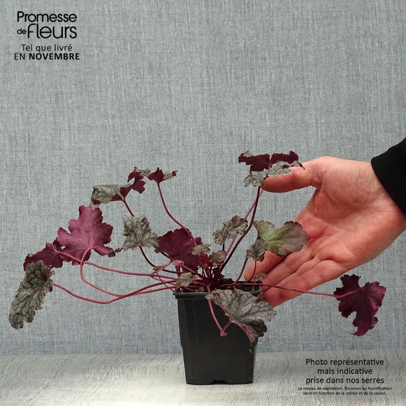 Example of Heuchera Plum Pudding - Purpurglöckchen Kleine Töpfe von 8/9 cm as you get in automne