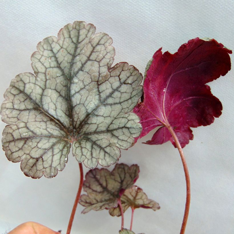 Heuchera Prince of Silver - Purpurglöckchen (Foliage)