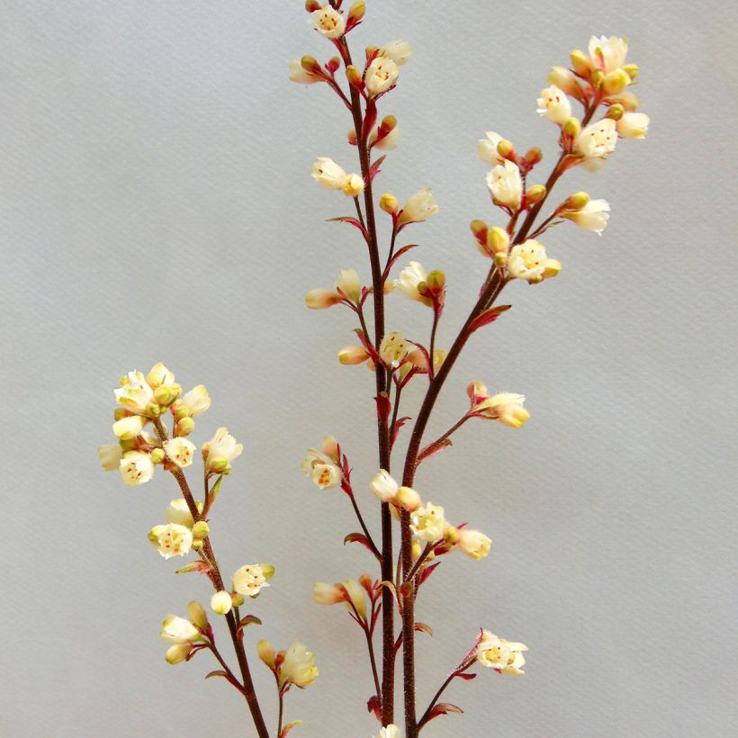 Heuchera Prince of Silver - Purpurglöckchen (Flowering)