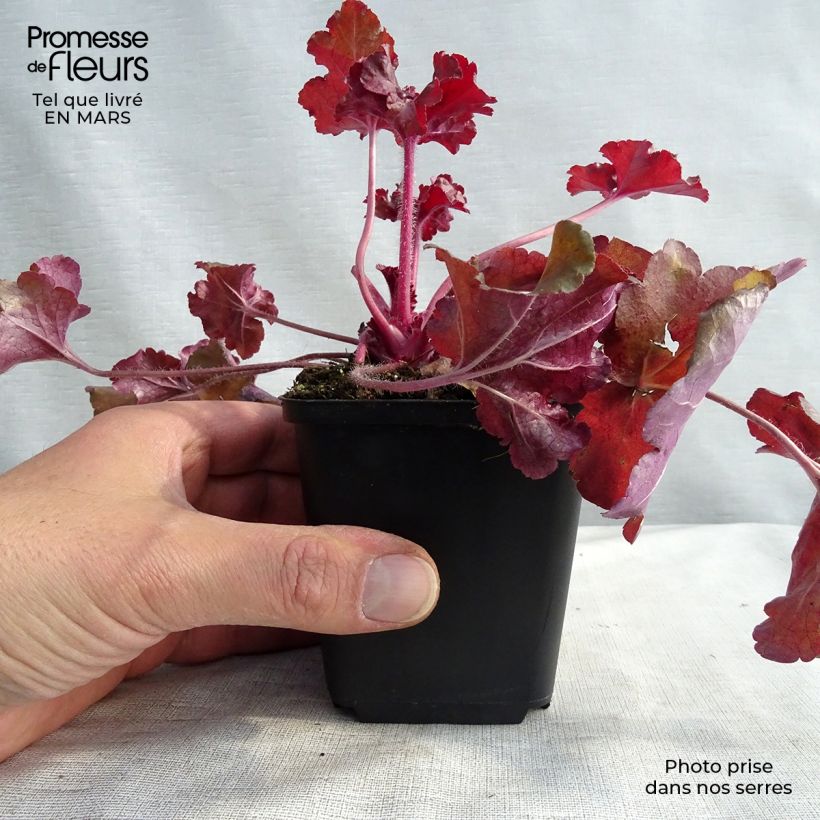 Exemplar von Heuchera Red Sea - Purpurglöckchen Kleine Töpfe von 8/9 cm wie im Winter geliefert