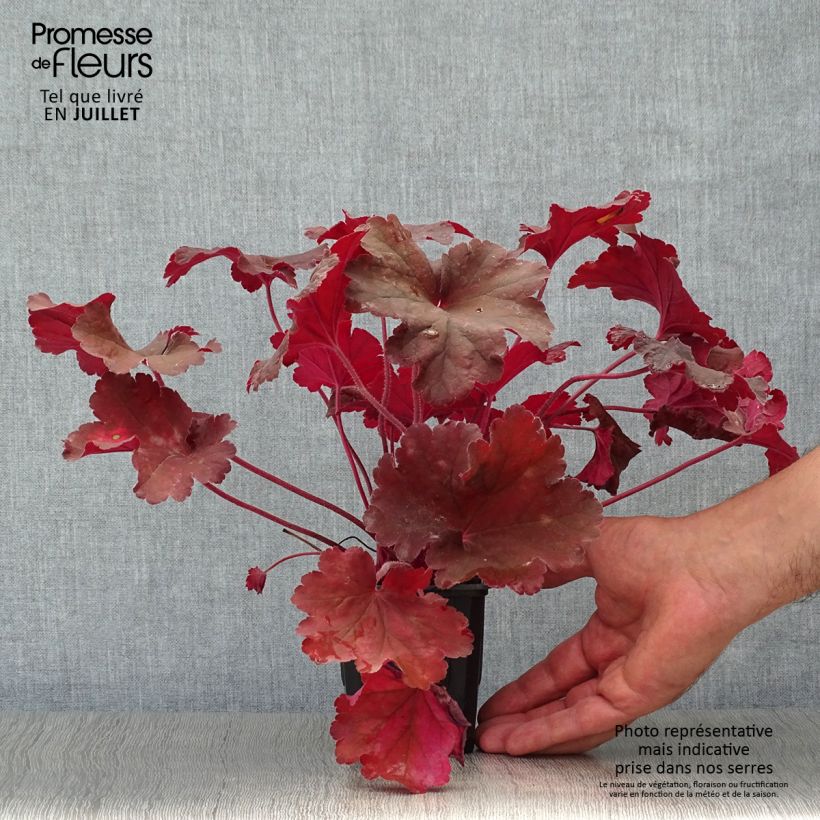 Exemplar von Heuchera Rio - Purpurglöckchen Kleine Töpfe von 7/8 cm wie im Sommer geliefert