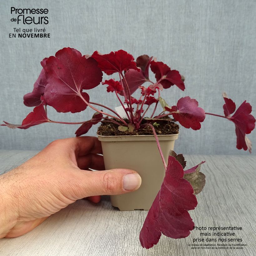 Example of Heuchera Root Beer - Purpurglöckchen Kleine Töpfe von 8/9 cm as you get in automne