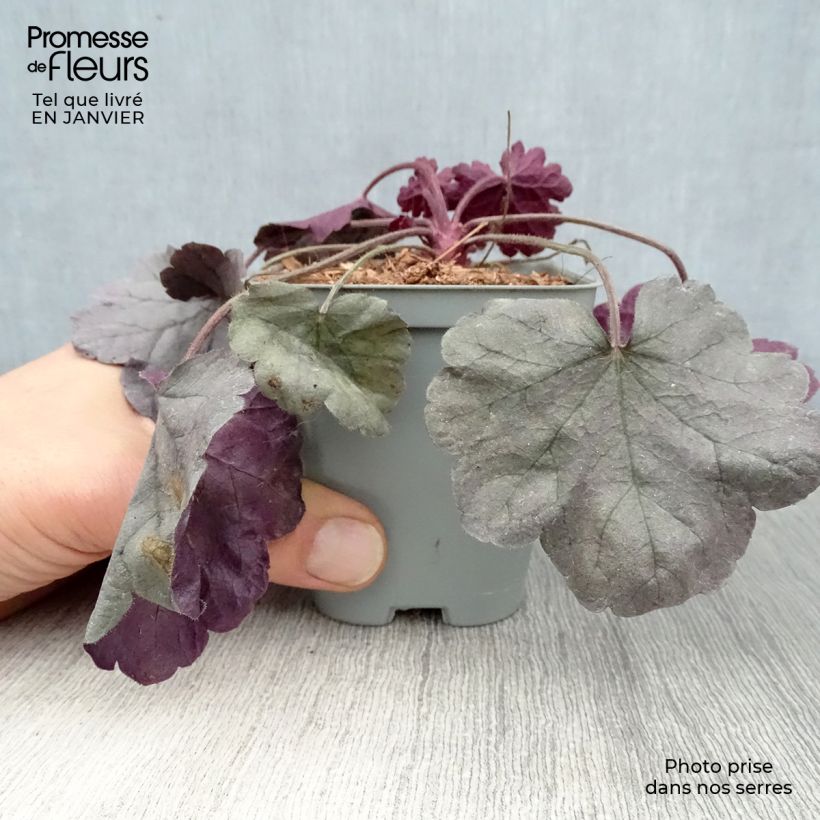 Exemplar von Heuchera Silver Gumdrop - Purpurglöckchen Kleine Töpfe von 8/9 cm wie im Winter geliefert