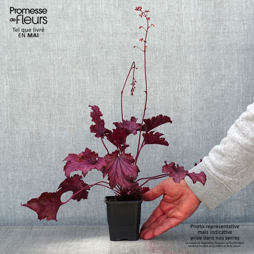 Exemplar von Heuchera Spellbound - Purpurglöckchen Kleine Töpfe von 8/9 cm wie im Frühjahr geliefert