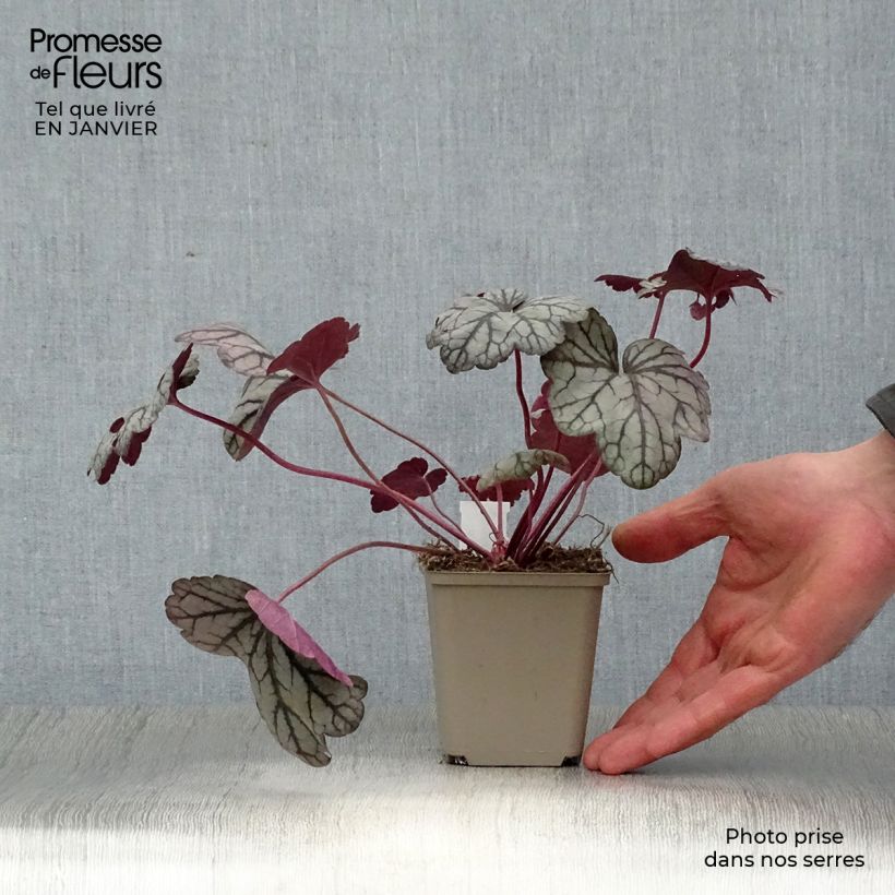 Exemplar von Heuchera Sugar Plum - Purpurglöckchen Kleine Töpfe von 8/9 cm wie im Winter geliefert