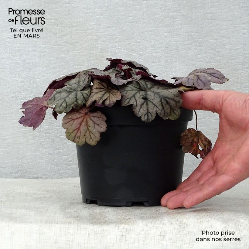 Exemplar von Heuchera Sugar Plum - Purpurglöckchen Topf mit 2L/3L wie im Frühjahr geliefert