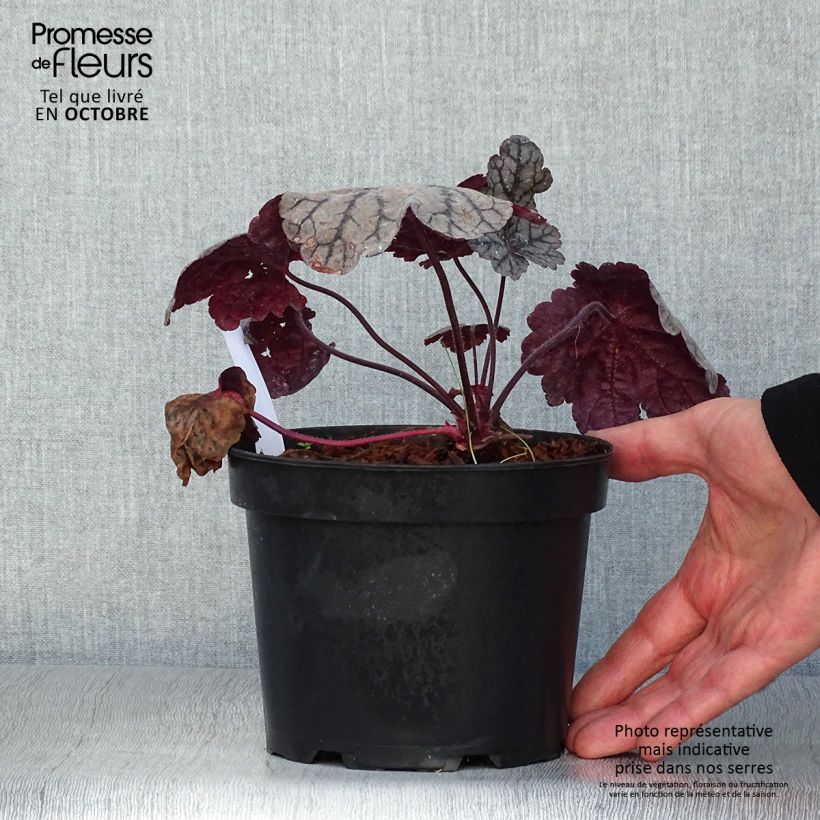 Example of Heuchera Sugar Plum - Purpurglöckchen Topf mit 2L/3L as you get in automne