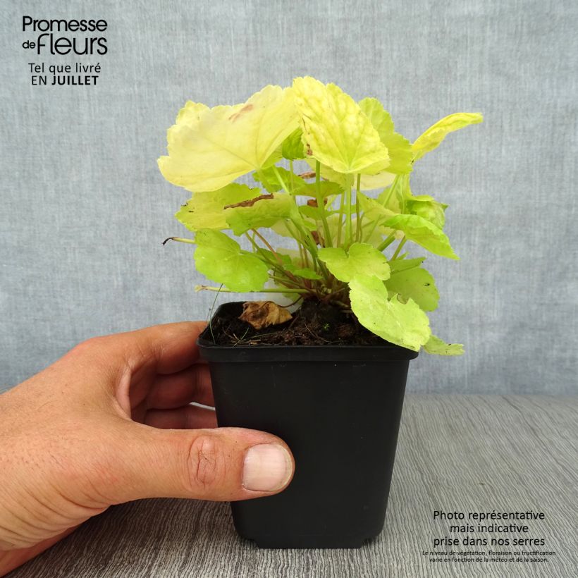 Exemplar von Heuchera Tiramisu - Purpurglöckchen Kleine Töpfe von 8/9 cm wie im Sommer geliefert