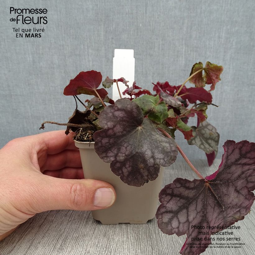 Example of Heuchera Velvet Night - Purpurglöckchen Kleine Töpfe von 8/9 cm as you get in hiver