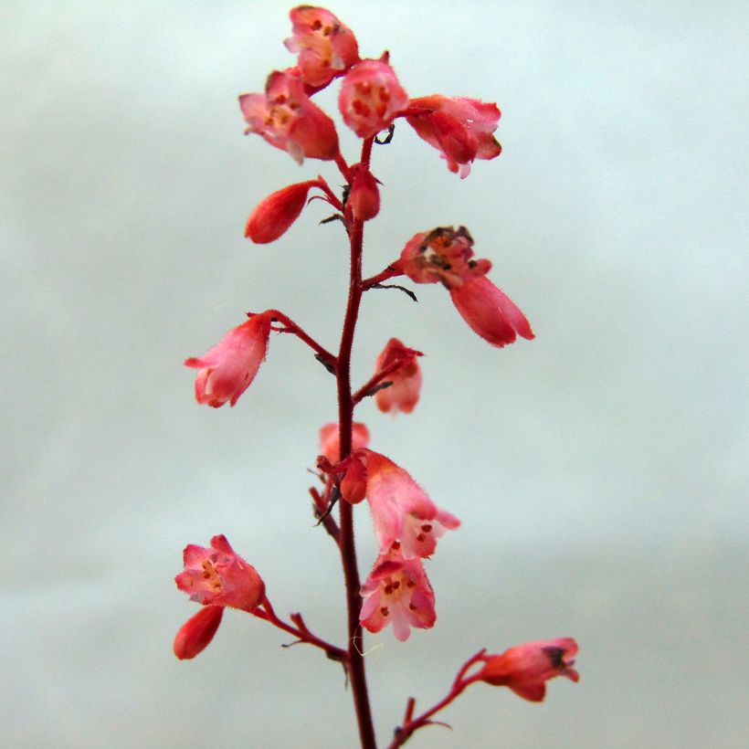 Heuchera Vienna - Purpurglöckchen (Flowering)