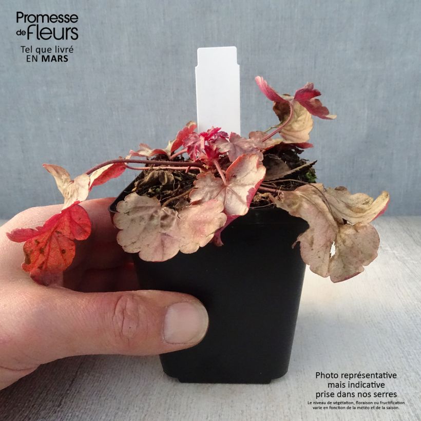 Exemplar von Heuchera Vienna - Purpurglöckchen Kleine Töpfe von 8/9 cm wie im Frühjahr geliefert