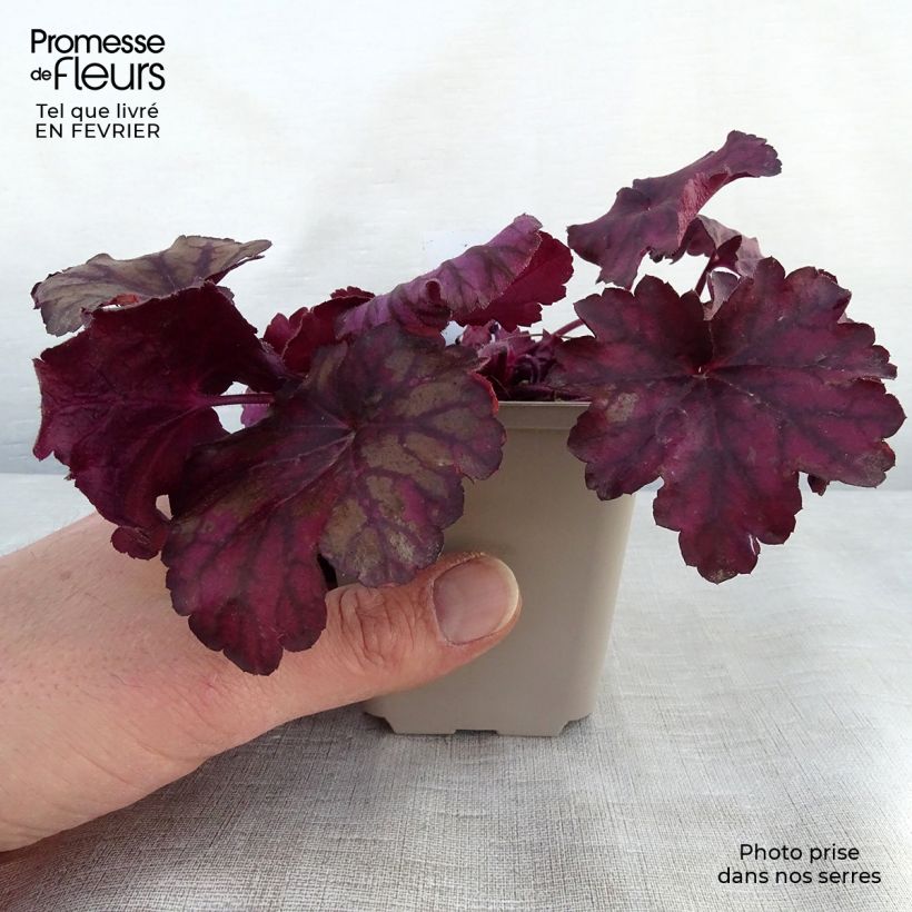 Exemplar von Heuchera Wild Rose - Purpurglöckchen Kleine Töpfe von 8/9 cm wie im Winter geliefert