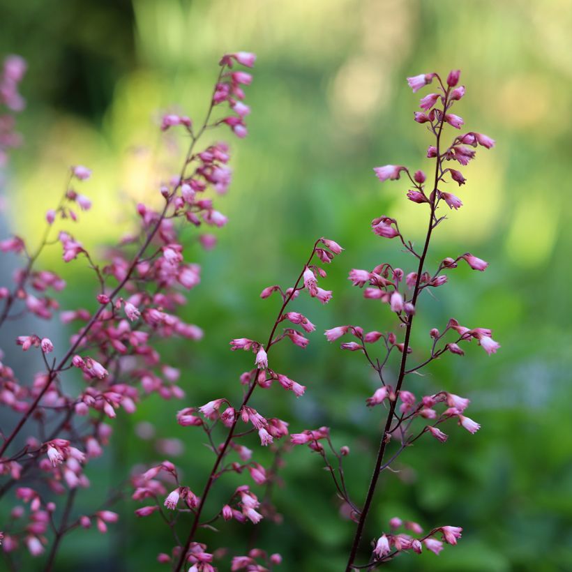 Heuchera Wild Rose - Purpurglöckchen (Flowering)