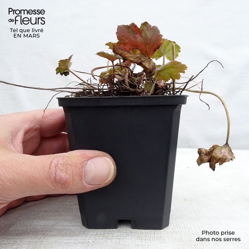 Exemplar von Heuchera americana Dale s Strain - Purpurglöckchen Kleine Töpfe von 8/9 cm wie im Winter geliefert