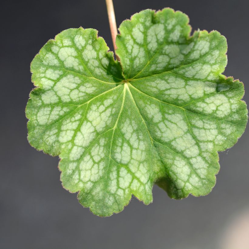 Heuchera americana Dale s Strain - Purpurglöckchen (Foliage)