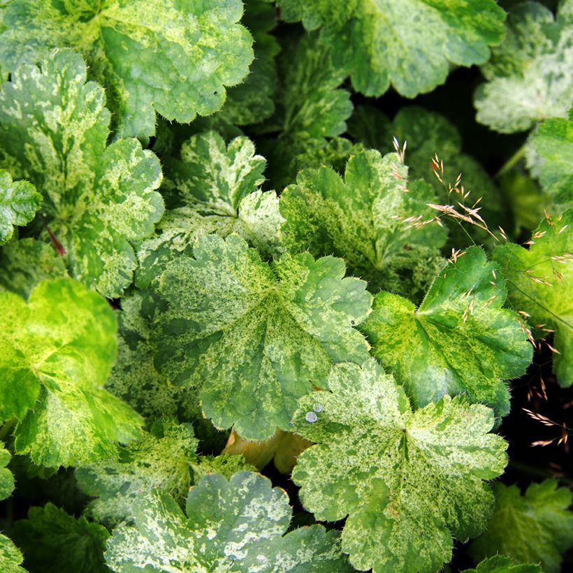 Heuchera sanguinea Snow Storm - Purpurglöckchen (Foliage)