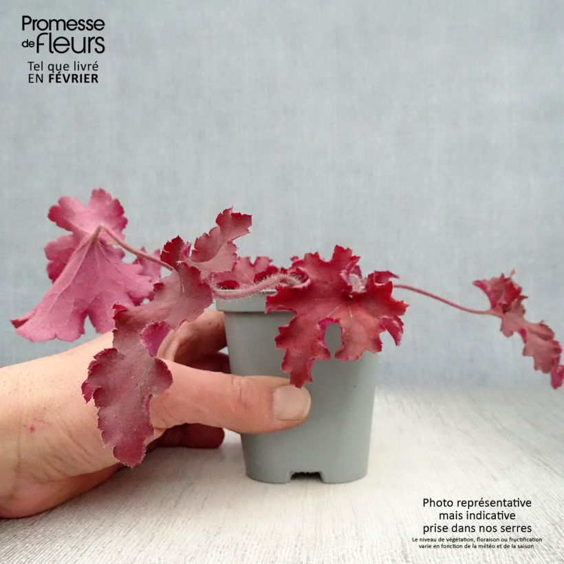 Example of Heuchera Indian Summer Cranberry - Purpurglöckchen Kleine Töpfe von 8/9 cm as you get in hiver
