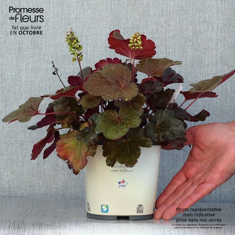 Example of Heuchera Little Cutie Blondie - Purpurglöckchen Topf mit 2L/3L as you get in automne