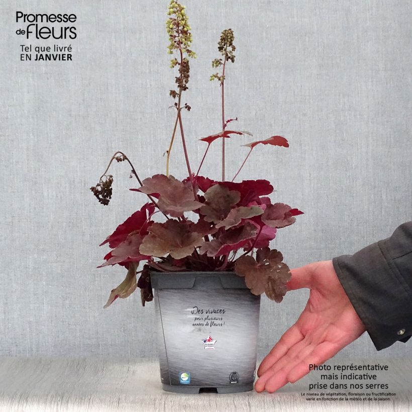 Exemplar von Heuchera Little Cutie Blondie - Purpurglöckchen Topf mit 2L/3L wie im Winter geliefert