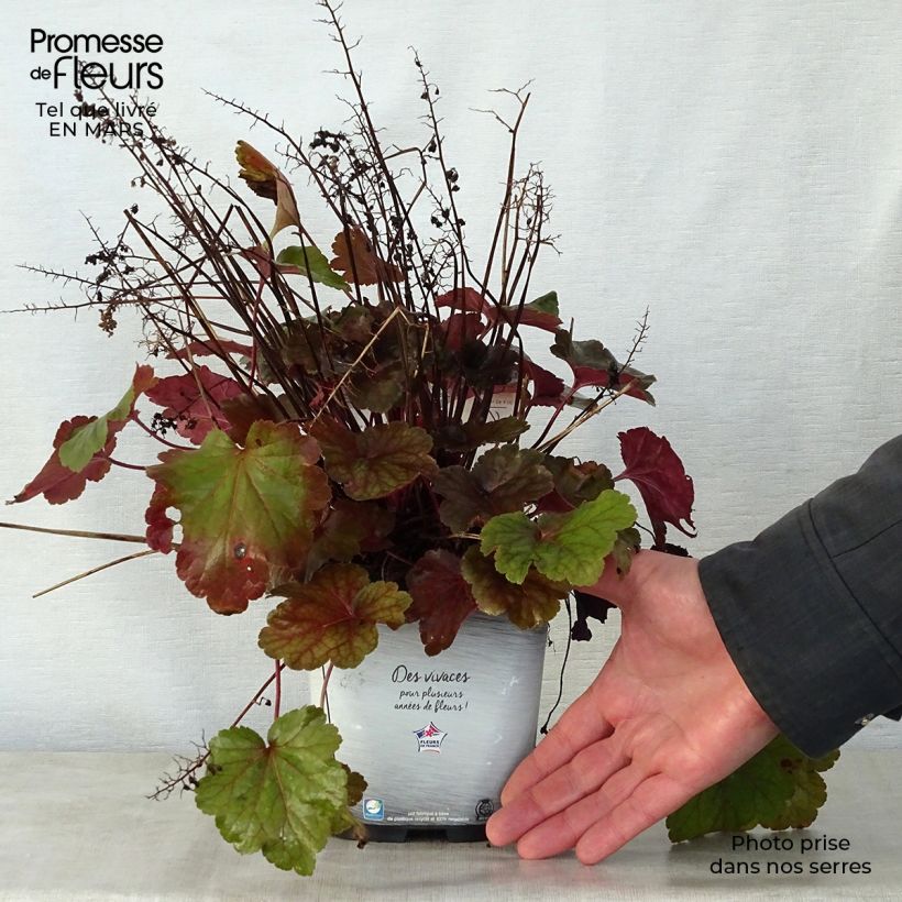 Exemplar von Heuchera Little Cutie Blondie - Purpurglöckchen Topf mit 2L/3L wie im Frühjahr geliefert