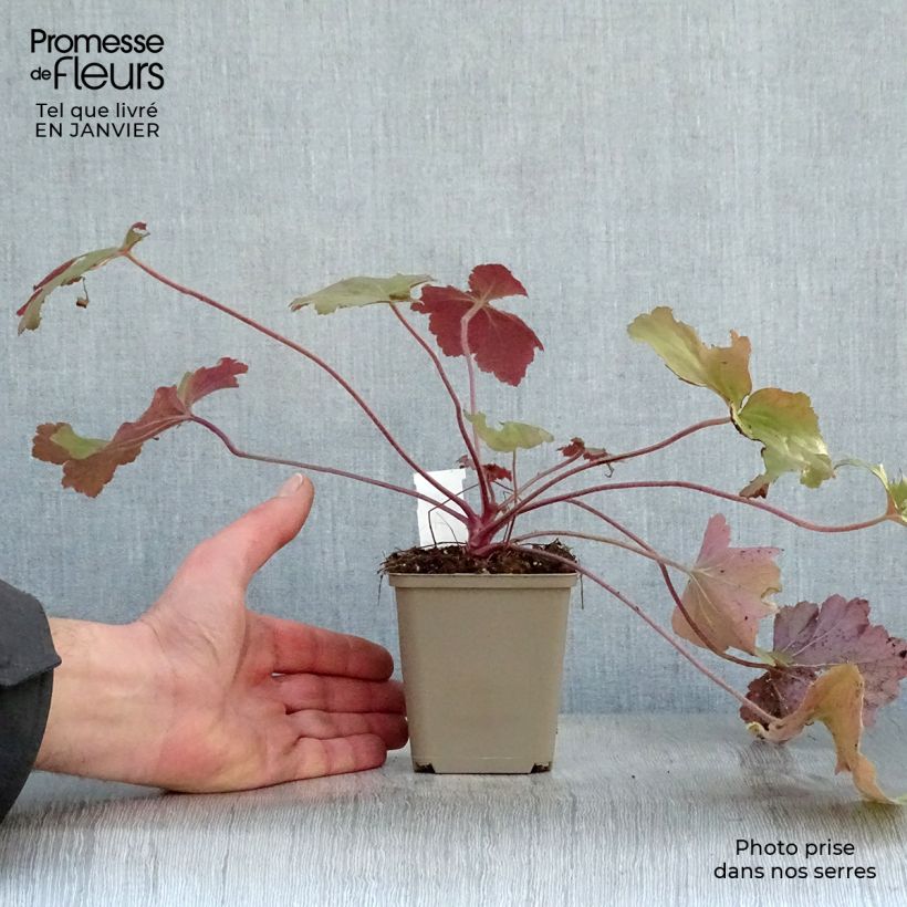 Exemplar von Heuchera Mega Caramel - Purpurglöckchen Kleine Töpfe von 8/9 cm wie im Winter geliefert