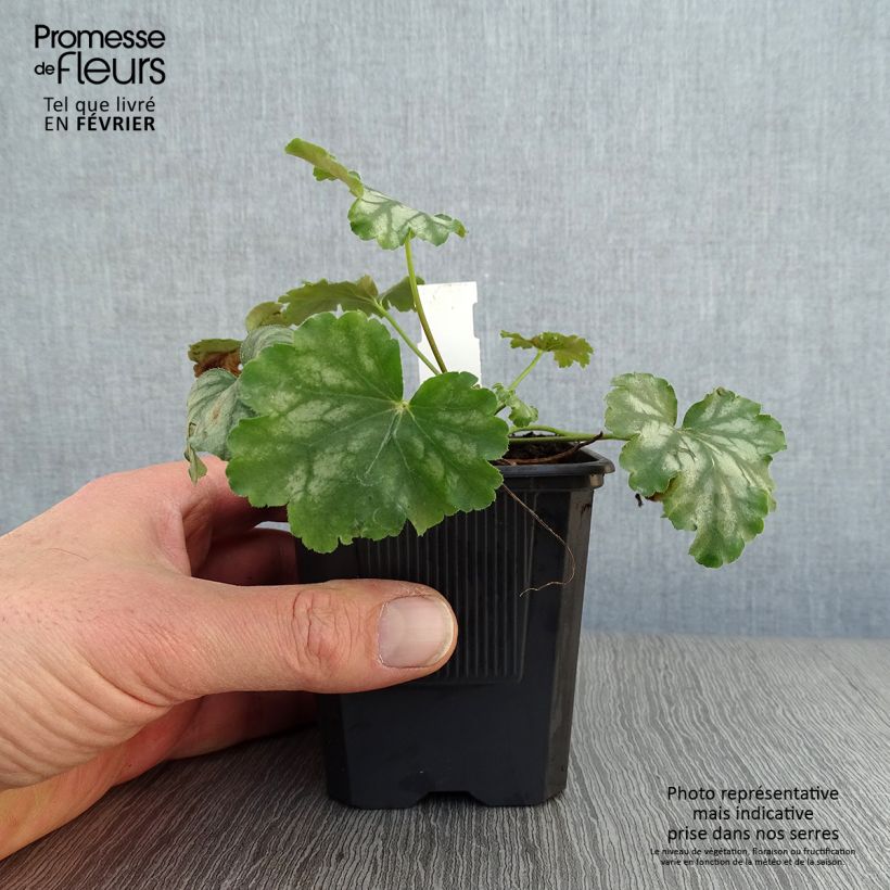Exemplar von Heuchera Paris - Purpurglöckchen Kleine Töpfe von 8/9 cm wie im Winter geliefert