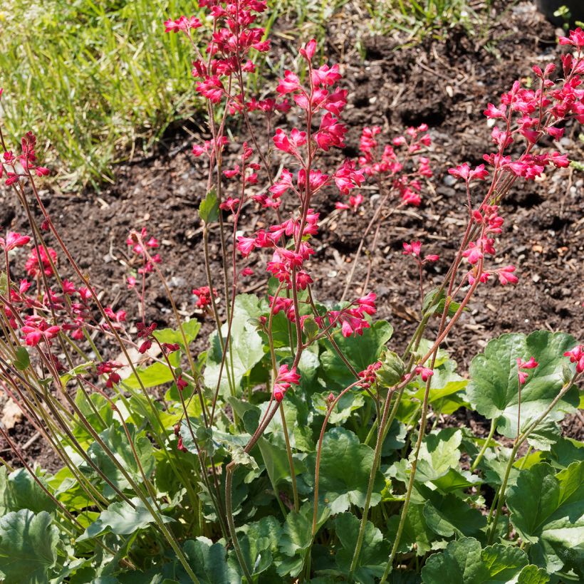 Heuchera Pluie de Feu - Purpurglöckchen (Plant habit)