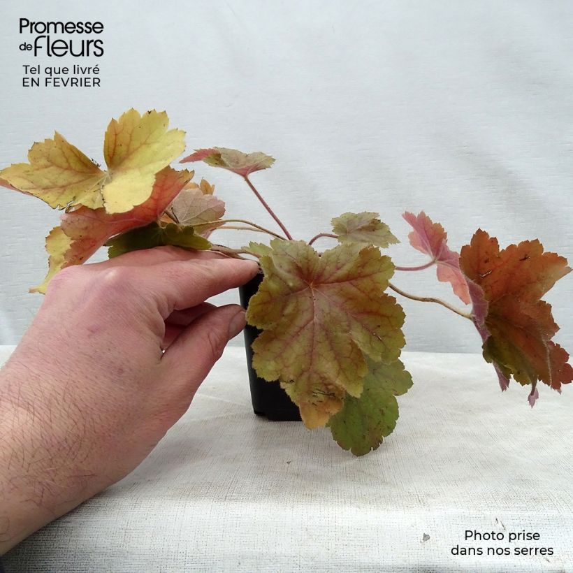 Exemplar von Heuchera Southern Comfort - Purpurglöckchen Kleine Töpfe von 8/9 cm wie im Winter geliefert