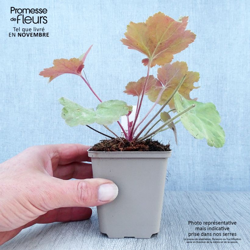 Example of Heuchera Southern Comfort - Purpurglöckchen Kleine Töpfe von 8/9 cm as you get in automne