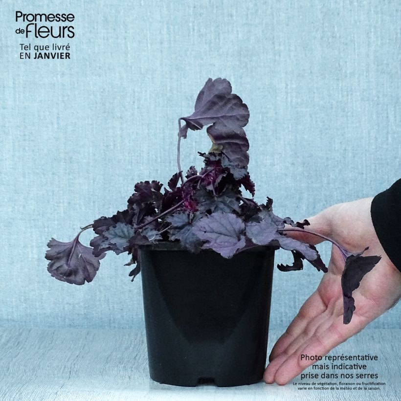 Example of Heuchera Dolce Wildberry - Purpurglöckchen Topf mit 1,5L/2L as you get in hiver