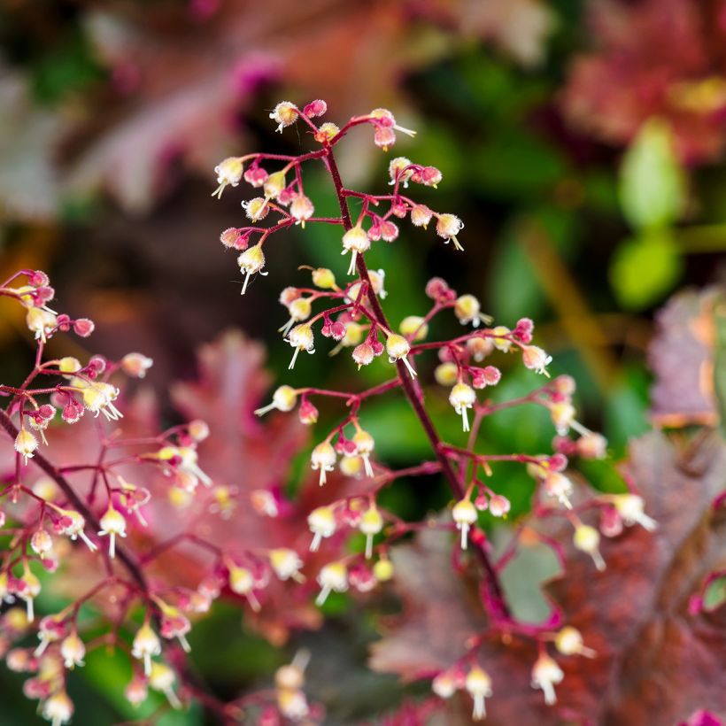 Heuchera micrantha var.diversifolia Palace Purple - Purpurglöckchen (Flowering)