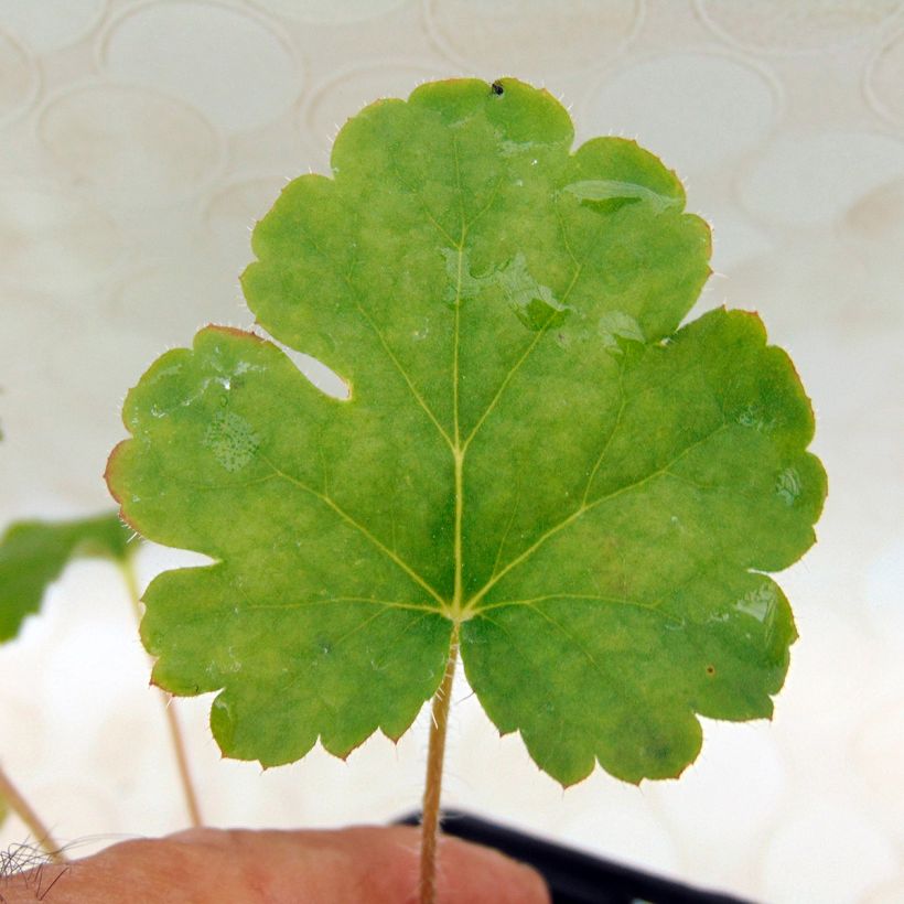 Heuchera sanguinea Leuchtkäfer - Purpurglöckchen (Foliage)