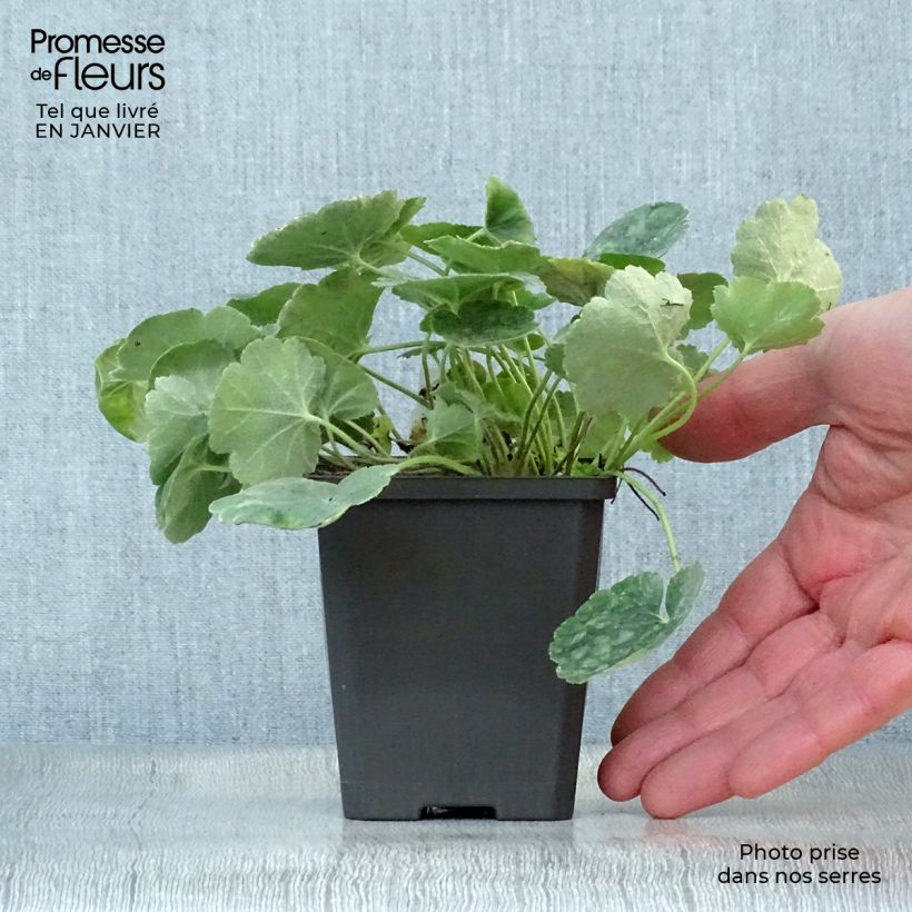 Exemplar von Heuchera sanguinea Leuchtkäfer - Purpurglöckchen Kleine Töpfe von 8/9 cm wie im Winter geliefert